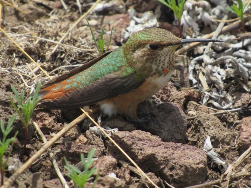 voyage,camping-car etats-unis