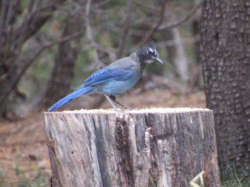 voyage arizona,camping-car