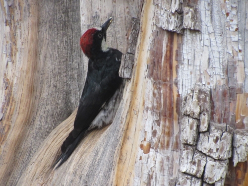 voyage arizona,camping-car