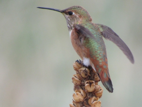 voyage,camping-car etats-unis