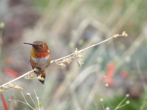 voyage,camping-car etats-unis