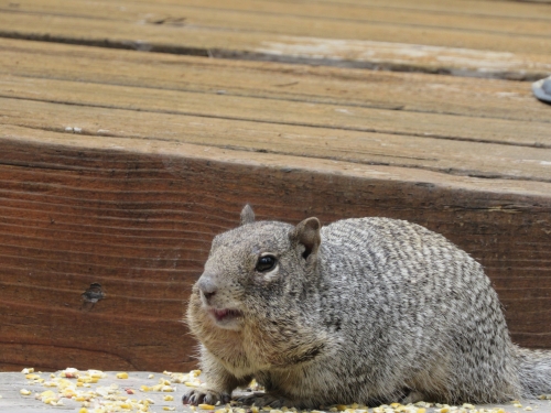 voyage arizona,camping-car