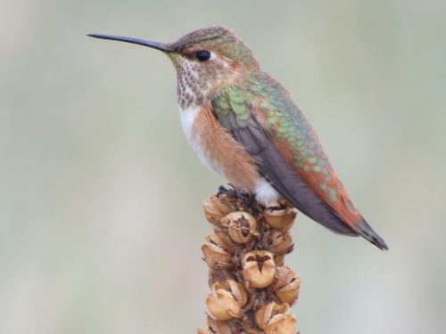 voyage,camping-car etats-unis