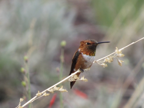 voyage,camping-car etats-unis