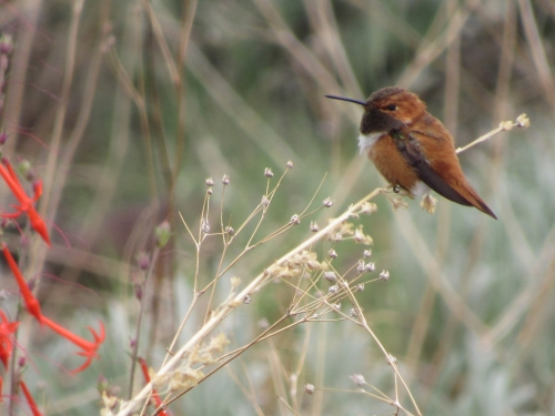 voyage,camping-car etats-unis