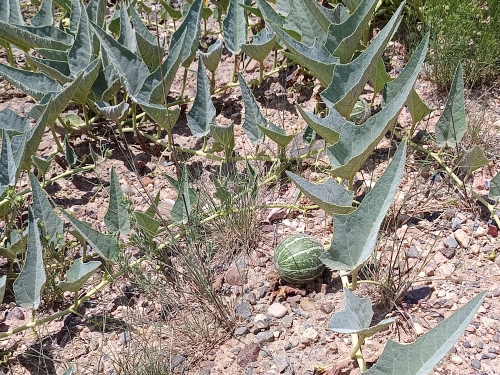 voyage arizona,camping-car