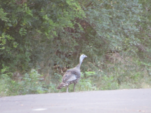 voyager en camping car aux etats unis