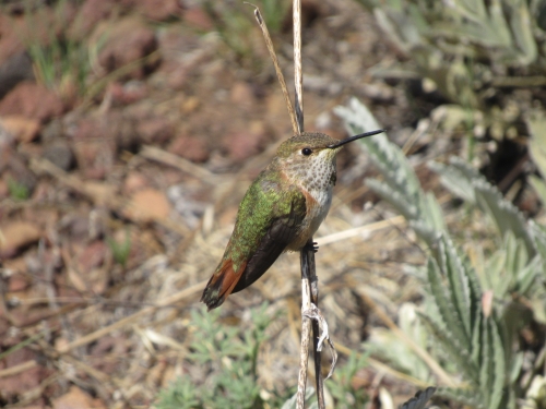 voyage,camping-car etats-unis