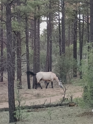 voyage,camping-car etats-unis